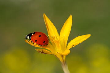 Fototapeta na wymiar Ladybug and flower on a green background