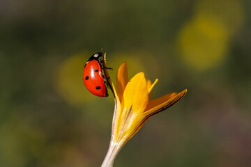 Ladybug and flower on a green background