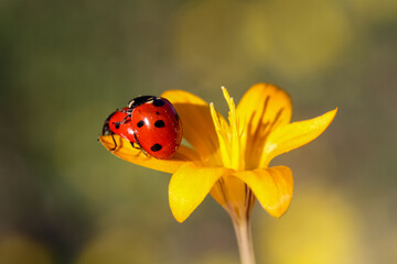 Ladybug and flower on a green background