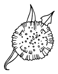 hand draw black and white vector illustration dandelion, plant parts, leaves, flowers, seeds