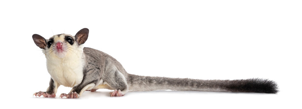 Adorable Sugar Glider aka Petaurus breviceps standing side ways, head up looking curious to camera showing tiny teeth. Isolated on white background.