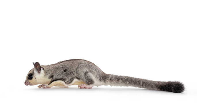 Adorable Sugar Glider aka Petaurus breviceps, walking side ways, looking straight ahead. Isolated on white background.