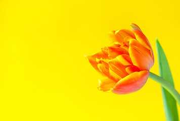 One orange spring tulip and place for text for Mother or Woman's Day on a yellow background. Top view flat style..