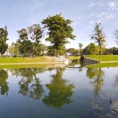 Obraz premium Trees are reflected in the water