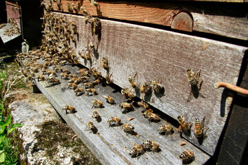 Reger Trachtflug vor dem Eingang der Bienenbeute. Thueringen, Deutschland, Europa  --  
Lively costume flight in front of the entrance to the beehive. Thuringia, Germany, Europe