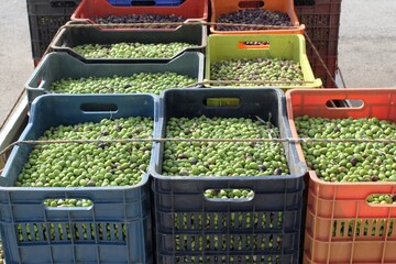 Olives harvested and collected into plastic containers outside of olive oil mill in the outskirts...