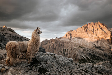 Stolzes Lama posiert bei Sonnenuntergang in den Dolomiten (Detail).