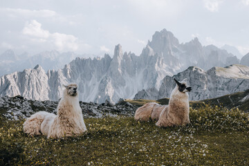 Zwei Lamas posieren in den Südtiroler Dolomiten.