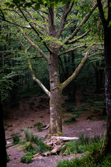 Obraz premium Woods at Golitha Falls Bodmin Moor