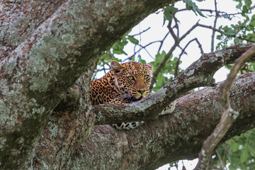 Ein Leopard ruht im Baum nach der Jagd im Serengeti-Nationalpark in Tansania