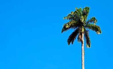 Palm tree and blue sky