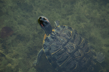turtle in the water