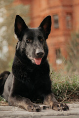 East European Shepherd black German shepherd dog portrait lay on the background of the castle