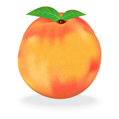 Realistic peach vector