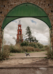 Fototapeta premium miniature schnauzer salt and pepper dog on background castle
