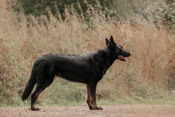 East European Shepherd black dog on the background of the castle