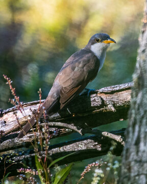 Yellow Billed Cuckoo