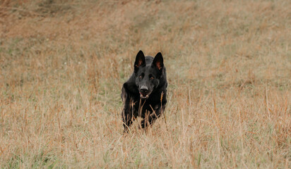 East European German Shepherd black dog run active on the background of the castle