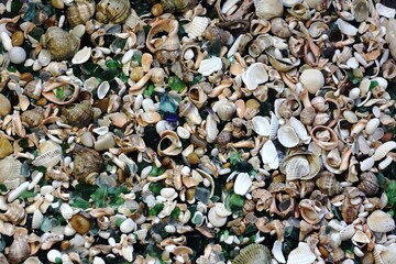 shells and glass background
