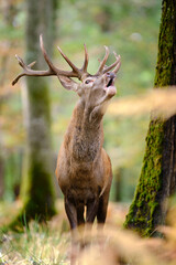 Cerf élaphe pendant la période du brame