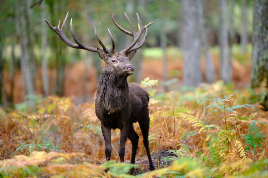 Cerf &eacute;laphe pendant la p&eacute;riode du brame