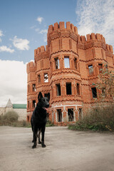 East European Shepherd black dog sit on the background of the castle