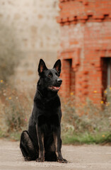 East European Shepherd black dog sit on the background of the castle