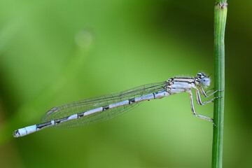 Common blue damselfly male sitting on a stalk of grass. Side view, closeup.Genus species Enallagma cyathigerum.