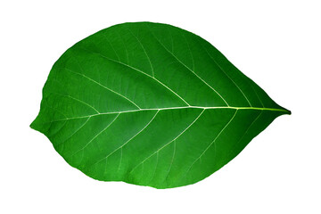 Big green teak leaf, bright green, is a natural leaf and wild plant, taken in close up. With clear details On a horizontal white background