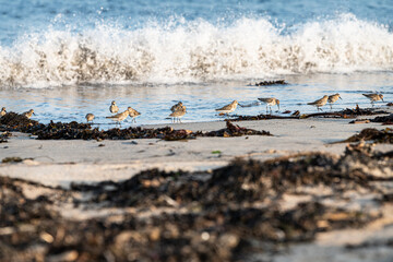 Dunlin feeding on a beach at High Tide