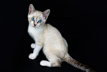 Cute tabby kitten with blue eyes on the black background looking at camera