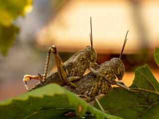 Macro shot of grasshoppers mating on green leaves