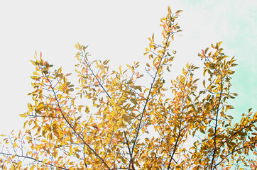 Trees that emit reddish foliage in the autumn blue sky and warm sunlight