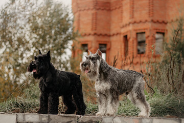 miniature schnauzer salt and pepper  black dog portrait two dogs on castle background