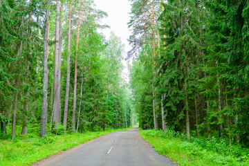 Forest road in central Russia