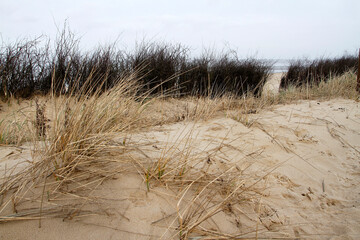 Dünenschutz in Cuxhaven, Niedersachsen, Deutschland, Europa
Dune protection in Cuxhaven, Lower...