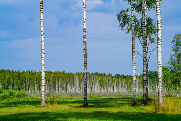Landscape with birch forest