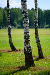Landscape with birch forest