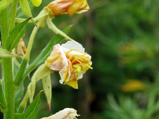 Yellow flowers withered on the stem
