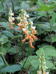 White and brown flowers of legumes