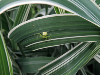 Spider on a leaf of grass