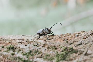 Lamia textor - Weaver beetle insect on a tree bark