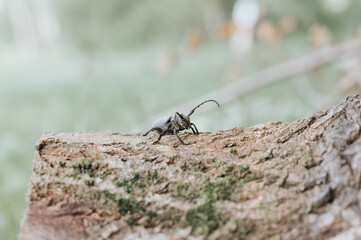 Lamia textor - Weaver beetle insect on a tree bark