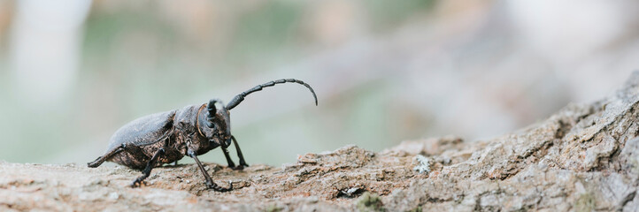 Lamia textor - Weaver beetle insect on a tree bark. banner
