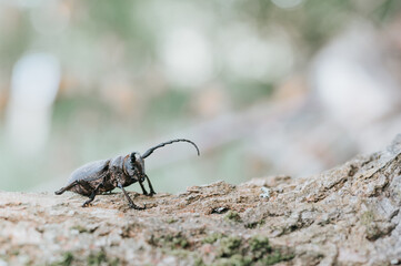 Lamia textor - Weaver beetle insect on a tree bark