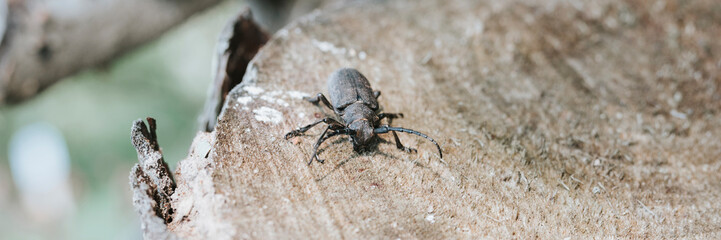 Lamia textor - Weaver beetle insect on a tree bark. banner