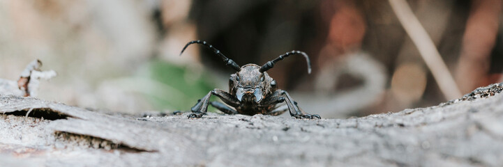 Lamia textor - Weaver beetle insect on a tree bark. banner