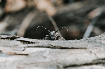 Lamia textor - Weaver beetle insect on a tree bark