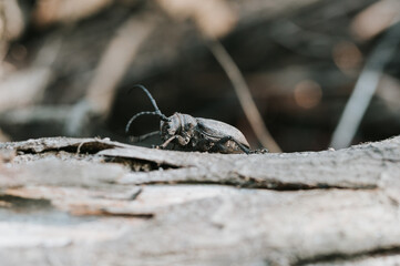Lamia textor - Weaver beetle insect on a tree bark