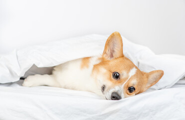 Ill pembroke welsh corgi dog lies under white blanket at home